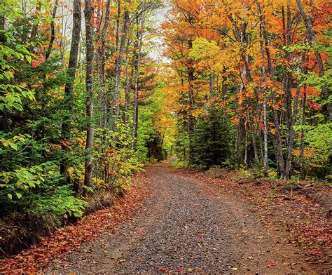 Dirt Road Passing Through A Forest Photograph by Panoramic Images - Pixels