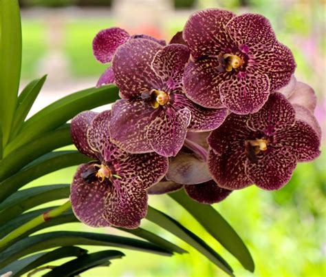 Grow and care Vanda orchid plants | Travaldo's blog