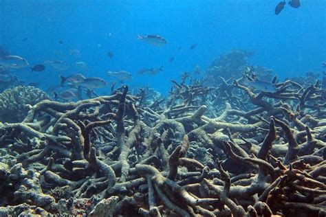 Devastating coral death seen in Australia’s Great Barrier Reef ...