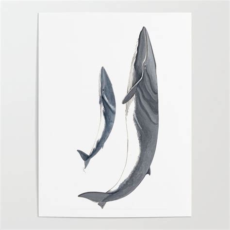 Fin whale Poster by Chloe Yzoard | Fin whale, Whale, Whale pictures