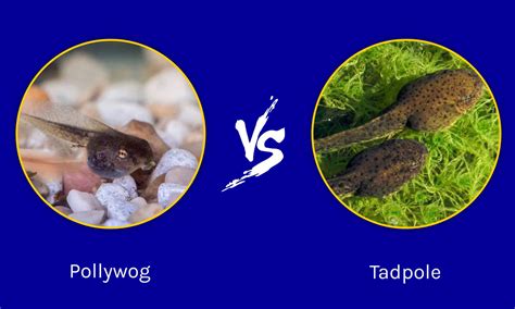 Pollywog vs. Tadpole: Are They the Same Thing? - A-Z Animals