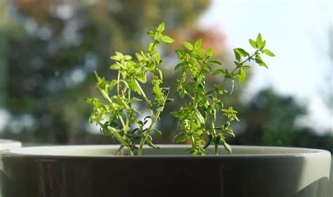 How to Grow Thyme Indoors the Easy Way - Gardening Channel