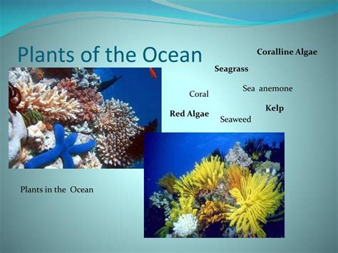 Printable Ocean Plants Names And Pictures