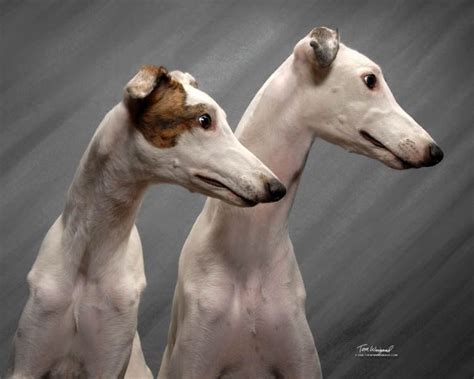 Soo Greyhounds Pictures, Images & Photos | Photobucket