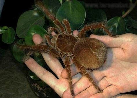 Goliath Birdeater Spider | Animals | Pinterest