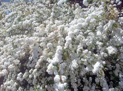 Spirea Cantoniensis - May Bush -Plant Photos & Information