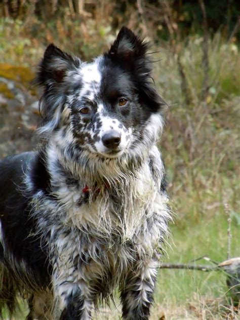 Border Collie Blue Heeler Mix | Dogs, Border collie mix puppies, Dog breeds