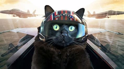 Top Gun with a Cat | house cat, lolcat | I feel the need... The need for OwlKitty! #OwlKitty # ...