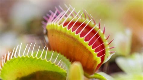 What Do Venus Fly Traps Eat? (Diet, Care & Feeding Tips)