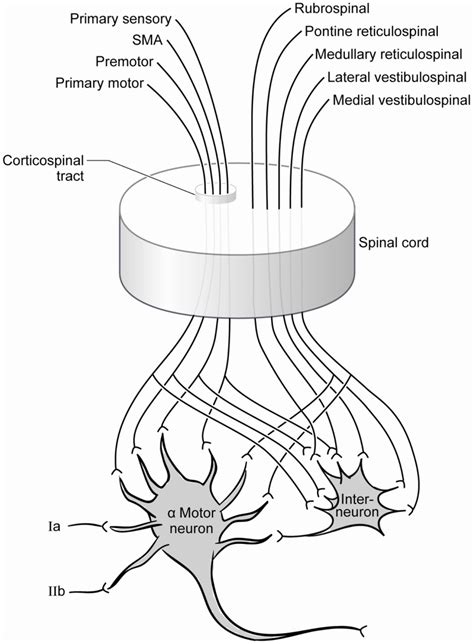 Contemporary summary of the afferent pool of the alpha motor neuron.... | Download Scientific ...