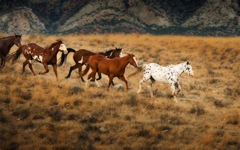 Running Horses Wallpaper (63+ images)