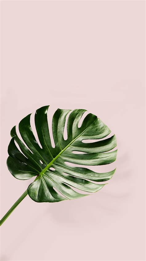 Aesthetic Leaves Wallpapers - Wallpaper Cave