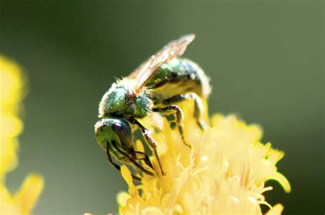 Urban Wildlife Guide: Green Bees