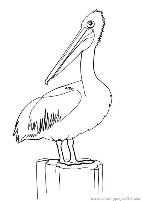 Pelican line art | GD153 Morgue File | Pinterest | Pelican bird, Bird and Stenciling