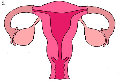 Uterus - Pictures, posters, news and videos on your pursuit, hobbies, interests and worries