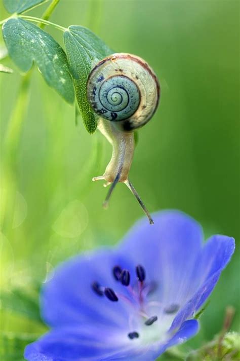 17 Best images about Snails on Pinterest | Socotra, Shells and Photos