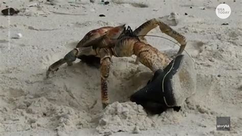 Robber crab lives up to it's name by actually being a thief