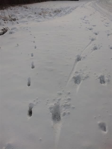 Elk vs. Deer Tracks in Snow : r/AnimalTracking