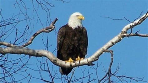 Help need to find bald eagle nests in Massachusetts