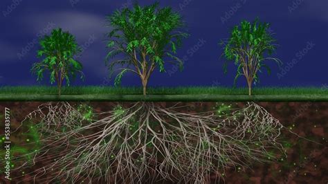 Mycelium network, fungal root system underground. Trees above ground ...