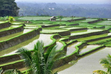 Bali's Beautiful Rice Fields