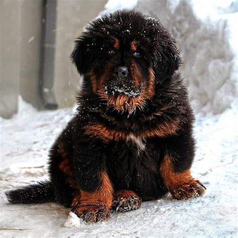 Tibetan Mastiff puppy Mastiff Breeds, Mastiff Dogs, Dog Wallpaper ...