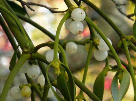 Mistletoe | Language of flowers, Mistletoe, Flowers