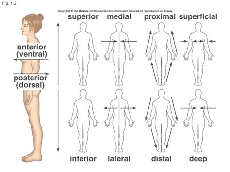 Anatomical Directions/ Positions Diagram | Quizlet