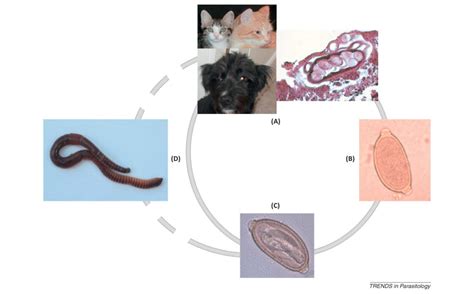 Feline lungworms: what a dilemma: Trends in Parasitology