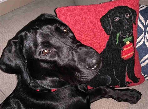 AKC Black Labrador Retriever Puppy For Adoption in Solon OH – Supplies ...