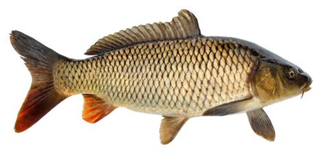 Carp Fish Isolated. Side View, Isolated Stock Image - Image of loose, bass: 126240695