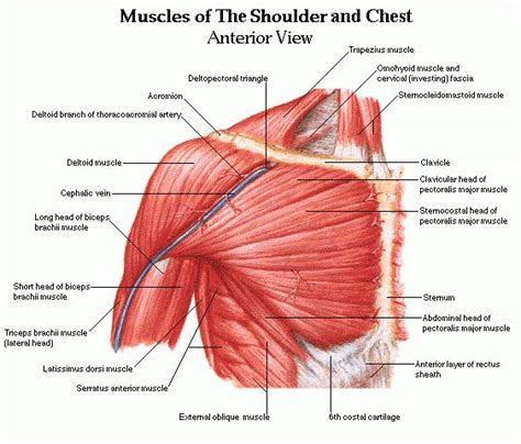 Shoulder muscles and chest - human anatomy diagram » Am-Medicine ...