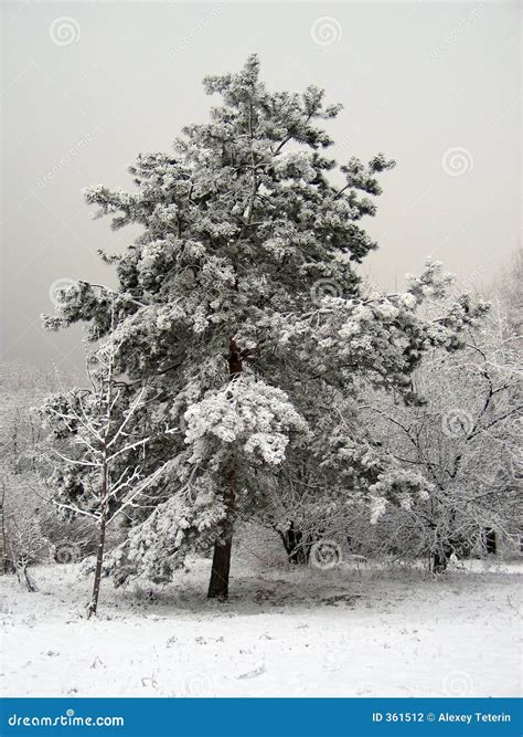 First snow stock photo. Image of garden, holiday, forest - 361512