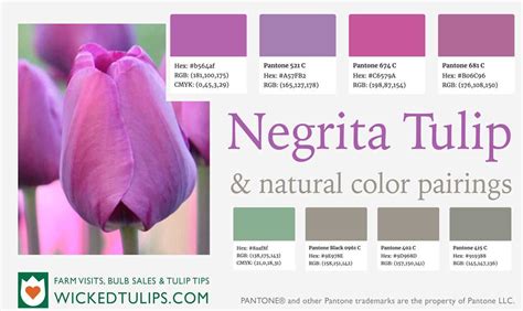 Tulip Colors: Exploring The Vibrant Palette Of Nature's Favorite Spring ...