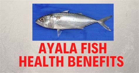 Ayala Fish in English | Ayala Fish Health Benefits – The Global Statistics