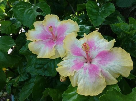 Formosa | Hibiscus, Plants, Flowers