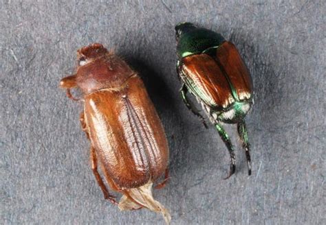 Lawn-destroying beetle found in Minneapolis for the 1st time - Bring Me The News