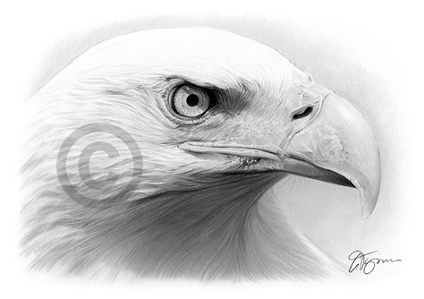 BALD EAGLE pencil drawing art print A4 / A3 signed by UK artist Bird artwork | eBay