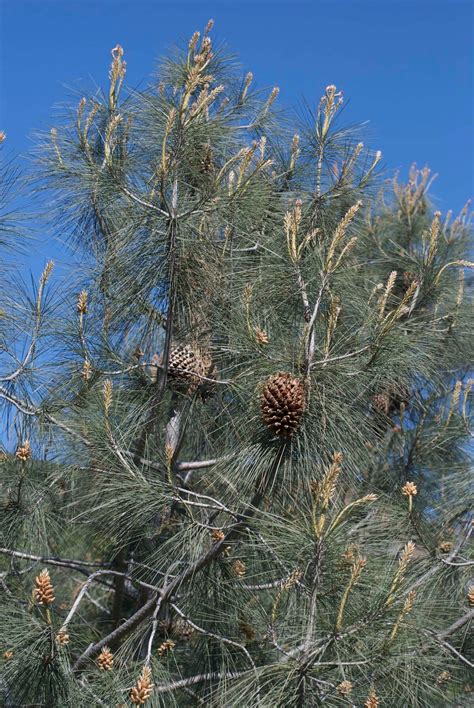 Types of Pine Trees with identification Guide, Chart and Pictures - EatHappyProject