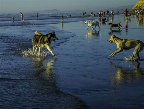 Del Mar Dog Beach | Dog beach, Dogs, Beach