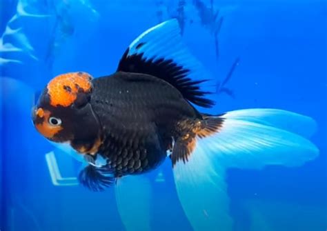 Oranda Goldfish: 10 Things You Didn't Know About Oranda Goldfish (Care, Lifespan & More) 2024 ...