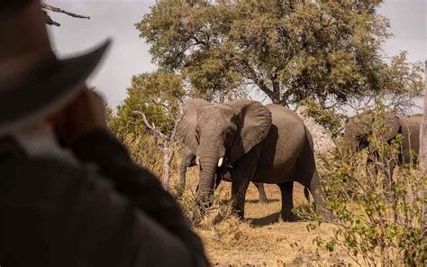 Wildlife Photography Tips: How My First Safari Taught Me the Virtues of Patience as a Photographer