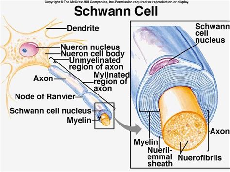 Schwann Cell Diagram