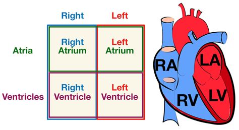 Heart Box Diagram Labeled