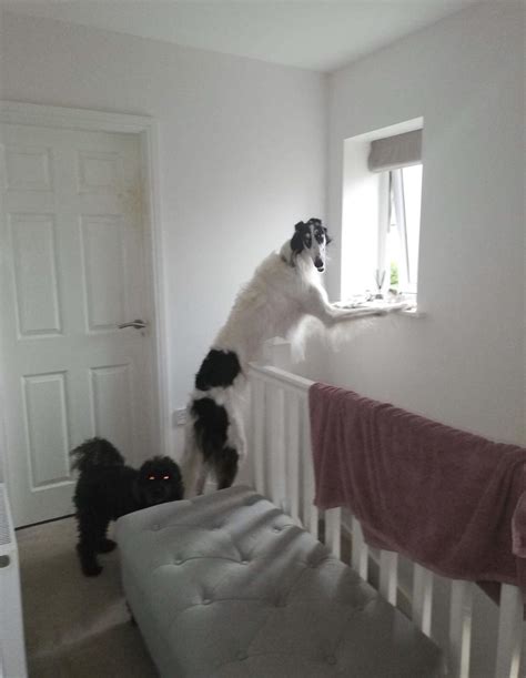 Just a dog standing up : r/oddlyterrifying