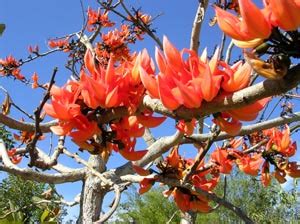 Butea monosperma Seeds, Palash Tree Seeds , Dhak, Palah, Flame of the Forest Tree Seeds, Bastard ...