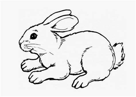 Cute bunny coloring page | Free Coloring Pages and Coloring Books for Kids