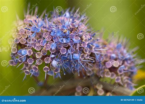 Ironwood tree flowers stock image. Image of delek, flower - 50763149