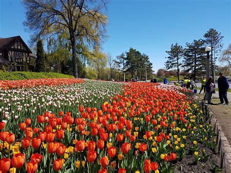 Tulip Festival, Ottawa 2017 | Vacation plan, Tulip festival, Vacation