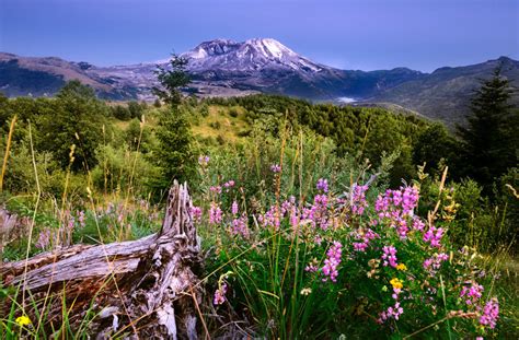 Exploring Mount St. Helens 35 Years After Its Historic Eruption - National Forest Foundation